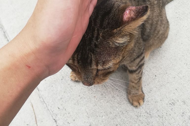 なんでやねん